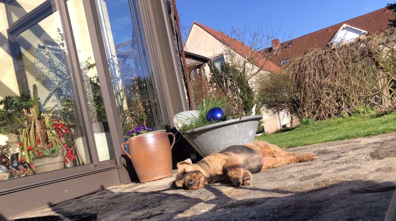 Siesta Siesta