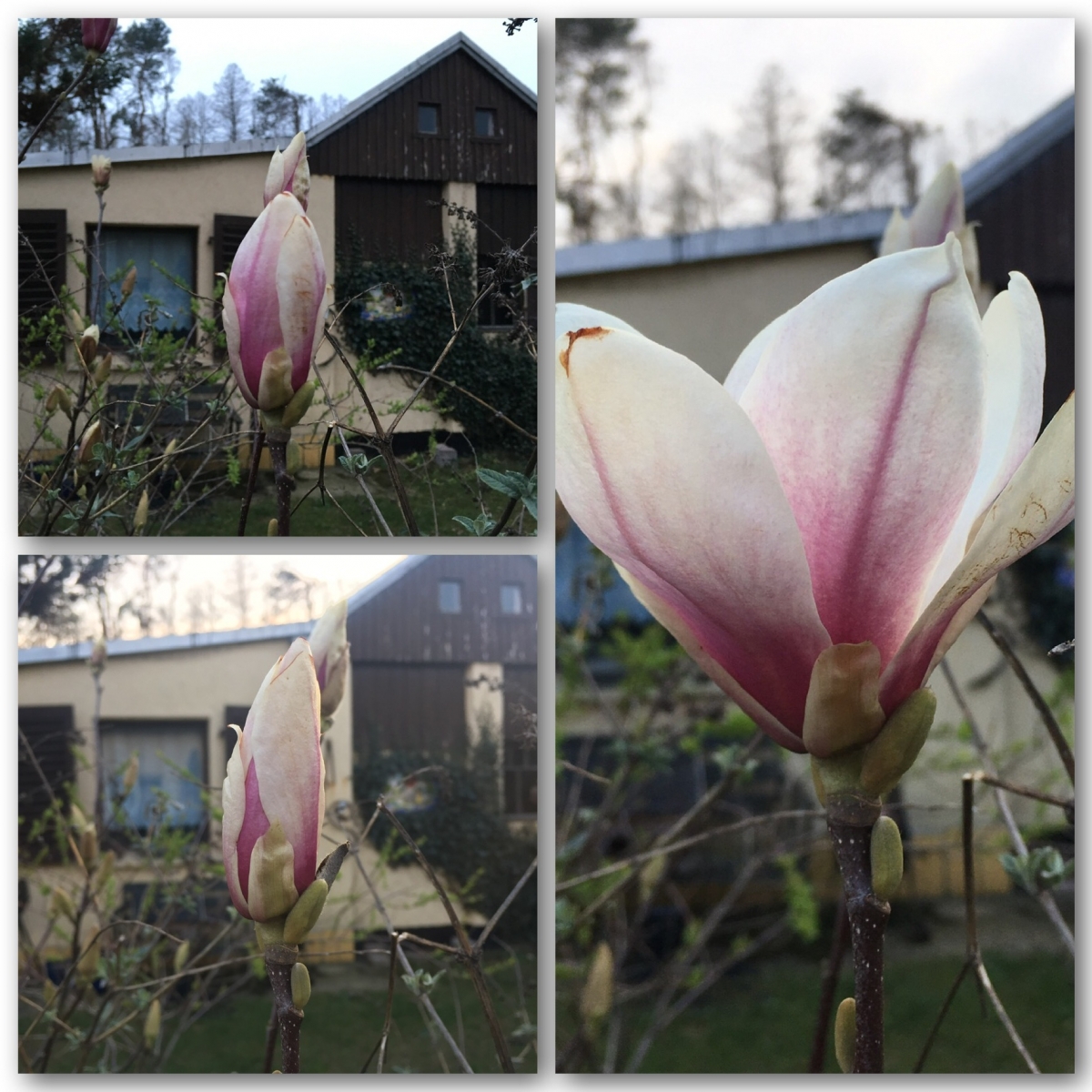 Magnolie Magnolie