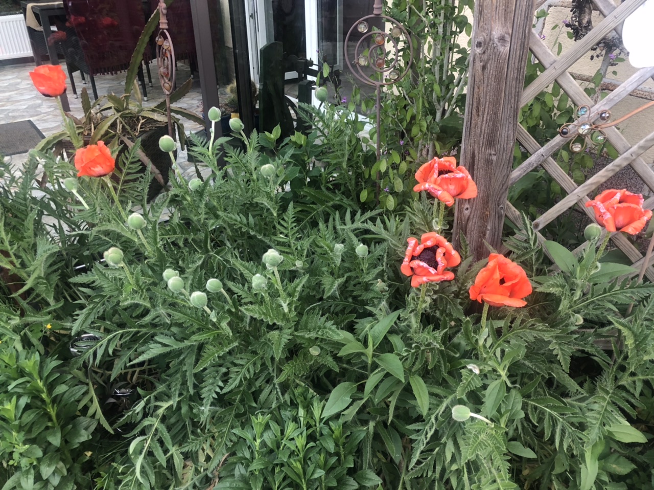 Mohn, die 6. Mohn, die 6.