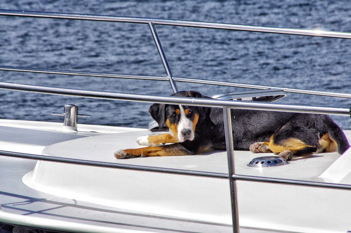 Hund an Bord 