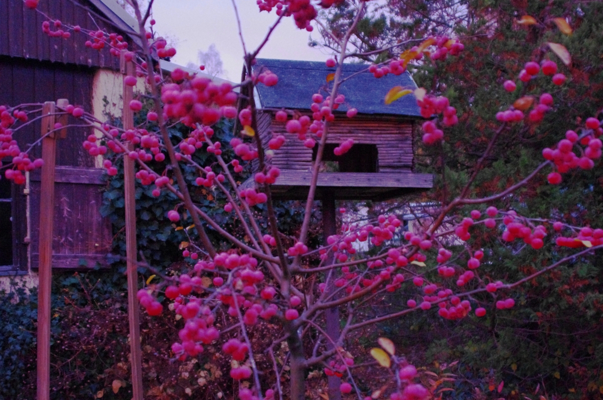 Apfelbaum Apfelbaum