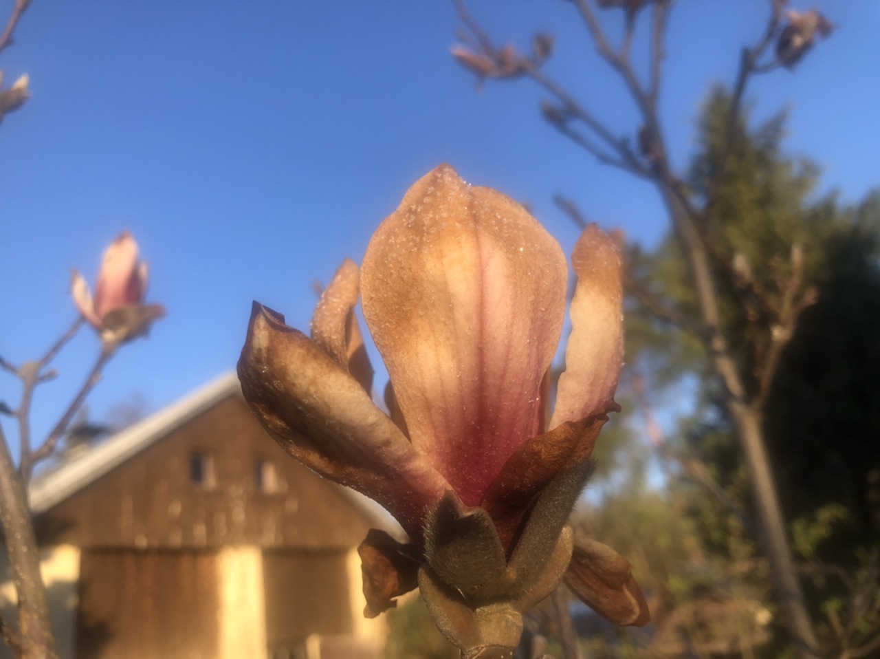 Magnolie erfroren Magnolie erfroren
