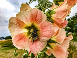 Hummel beim Frühstück 