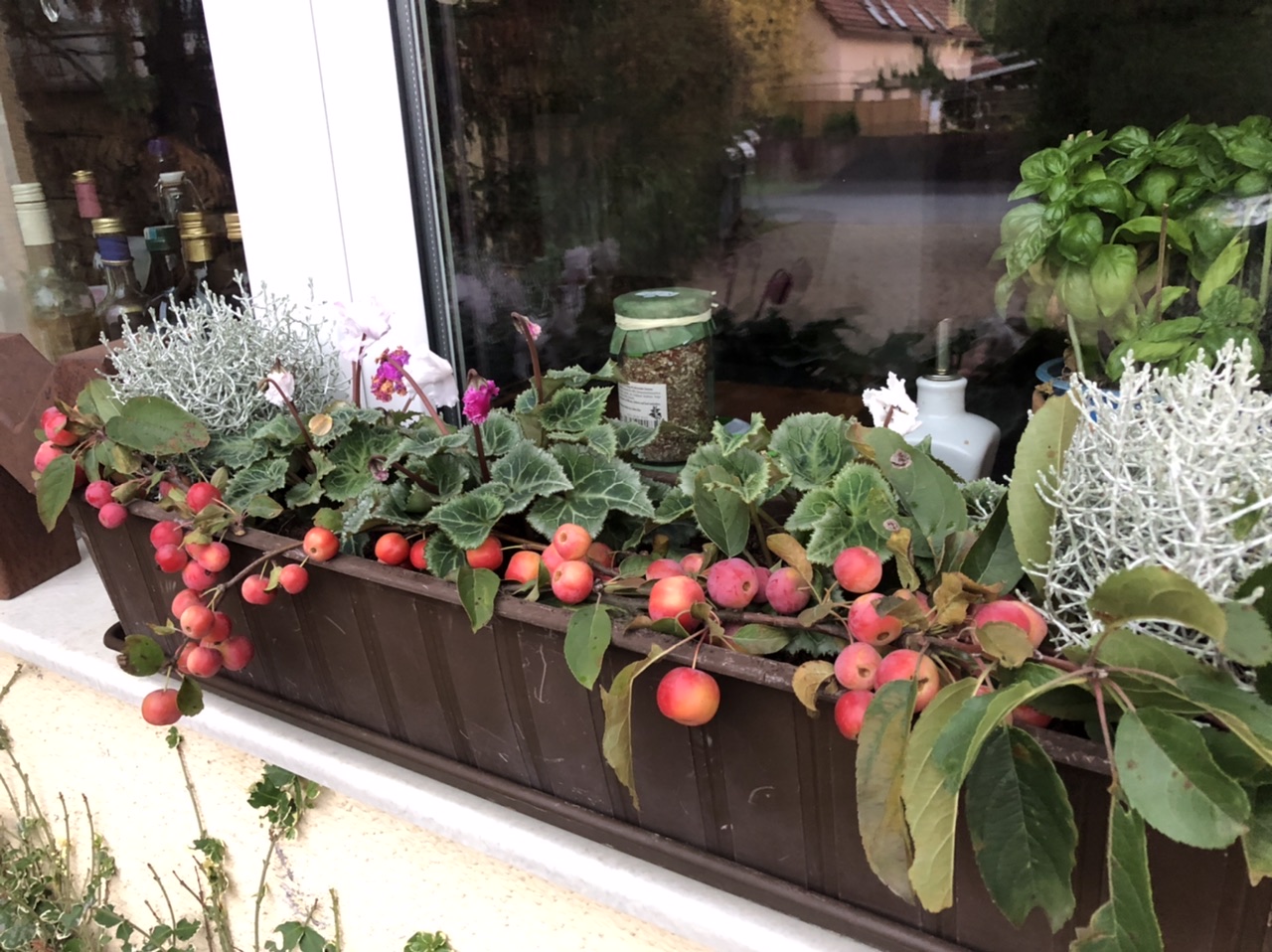 Fensterblick Fensterblick