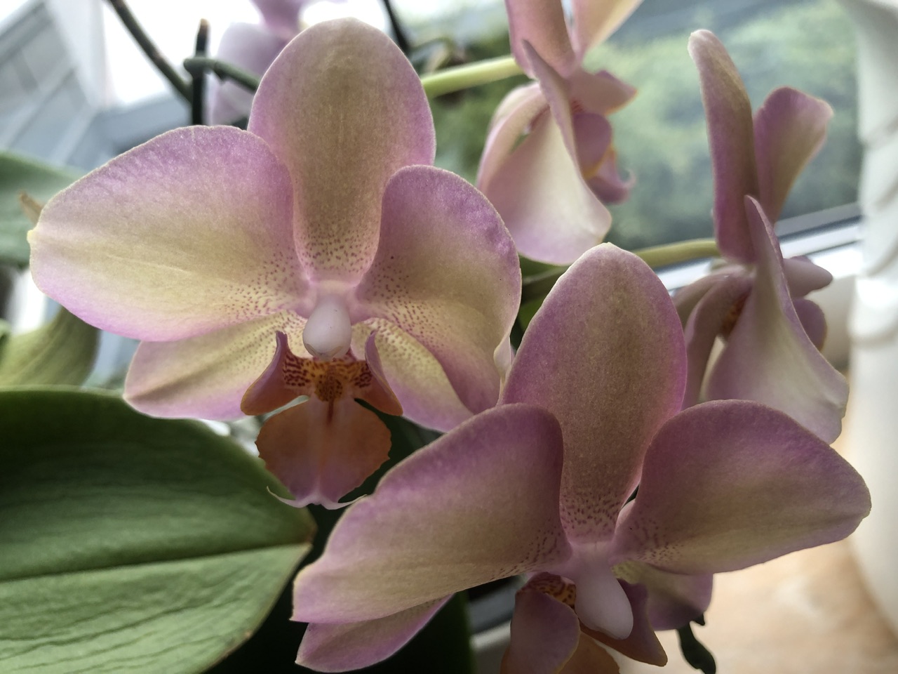 Orchidee Orchidee