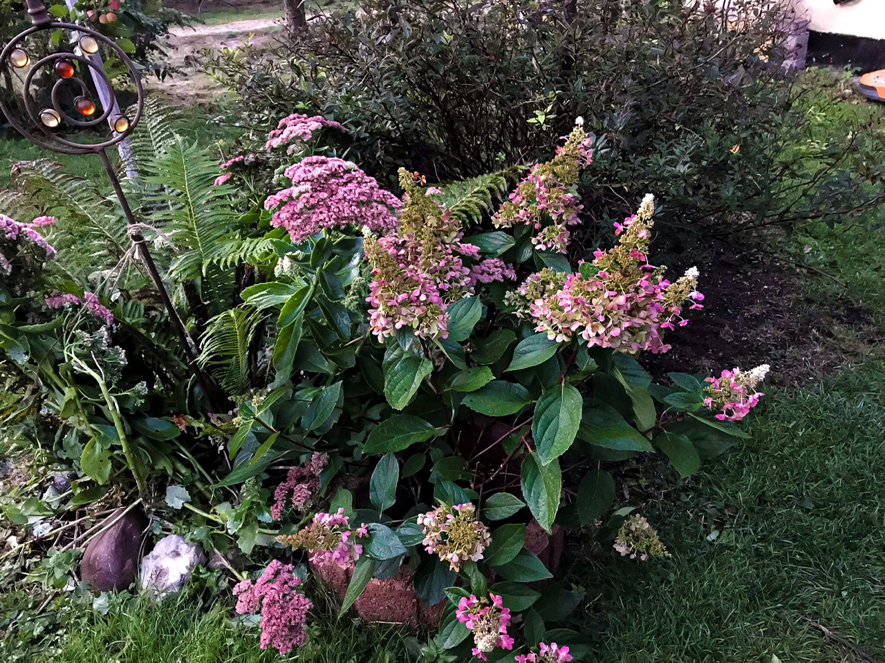 Rispenhortensie Rispenhortensie