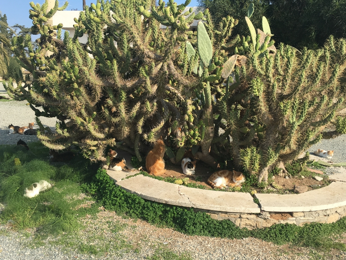 Katzen am Kaktus 