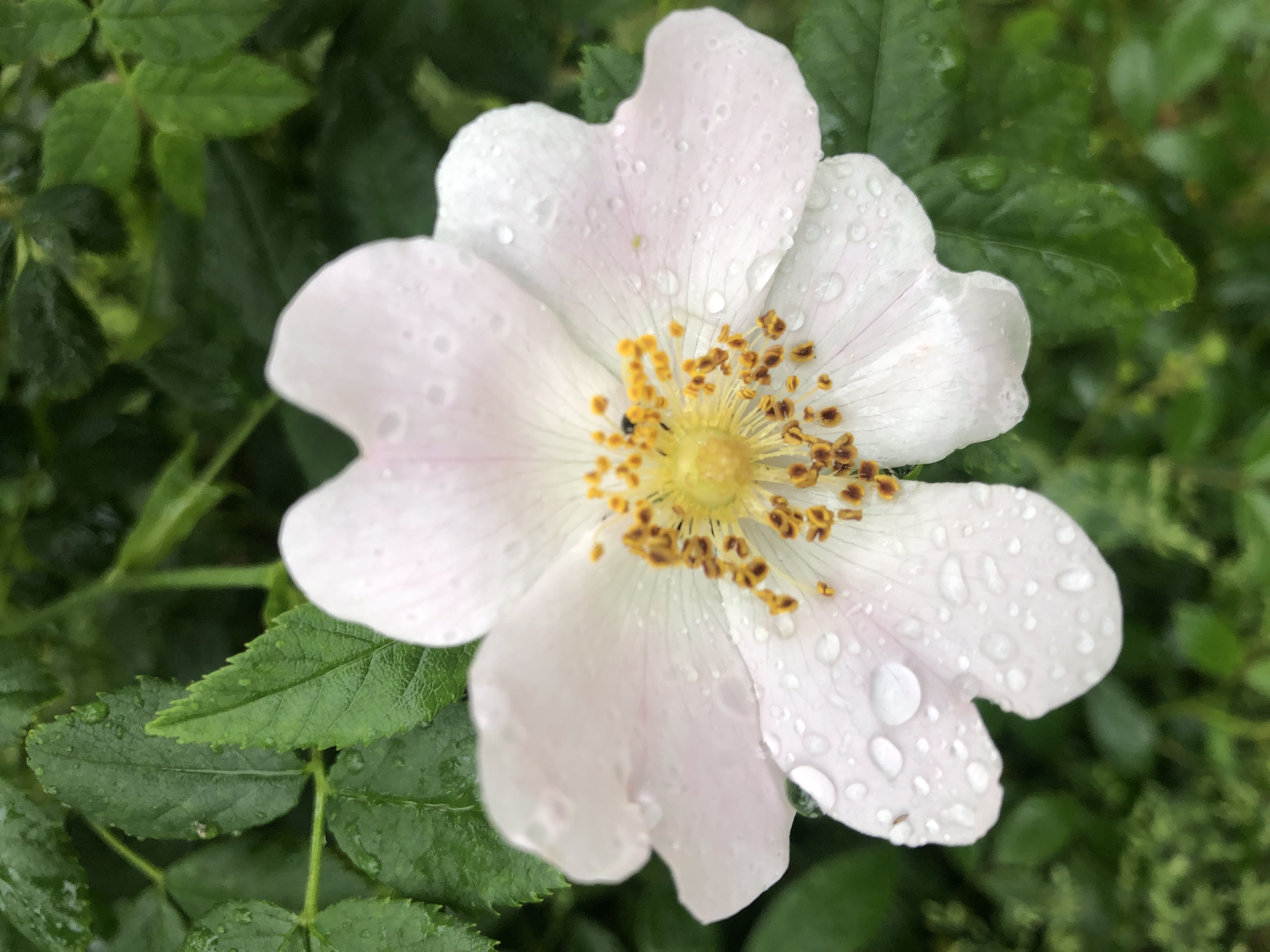 Wilde Rose Wilde Rose