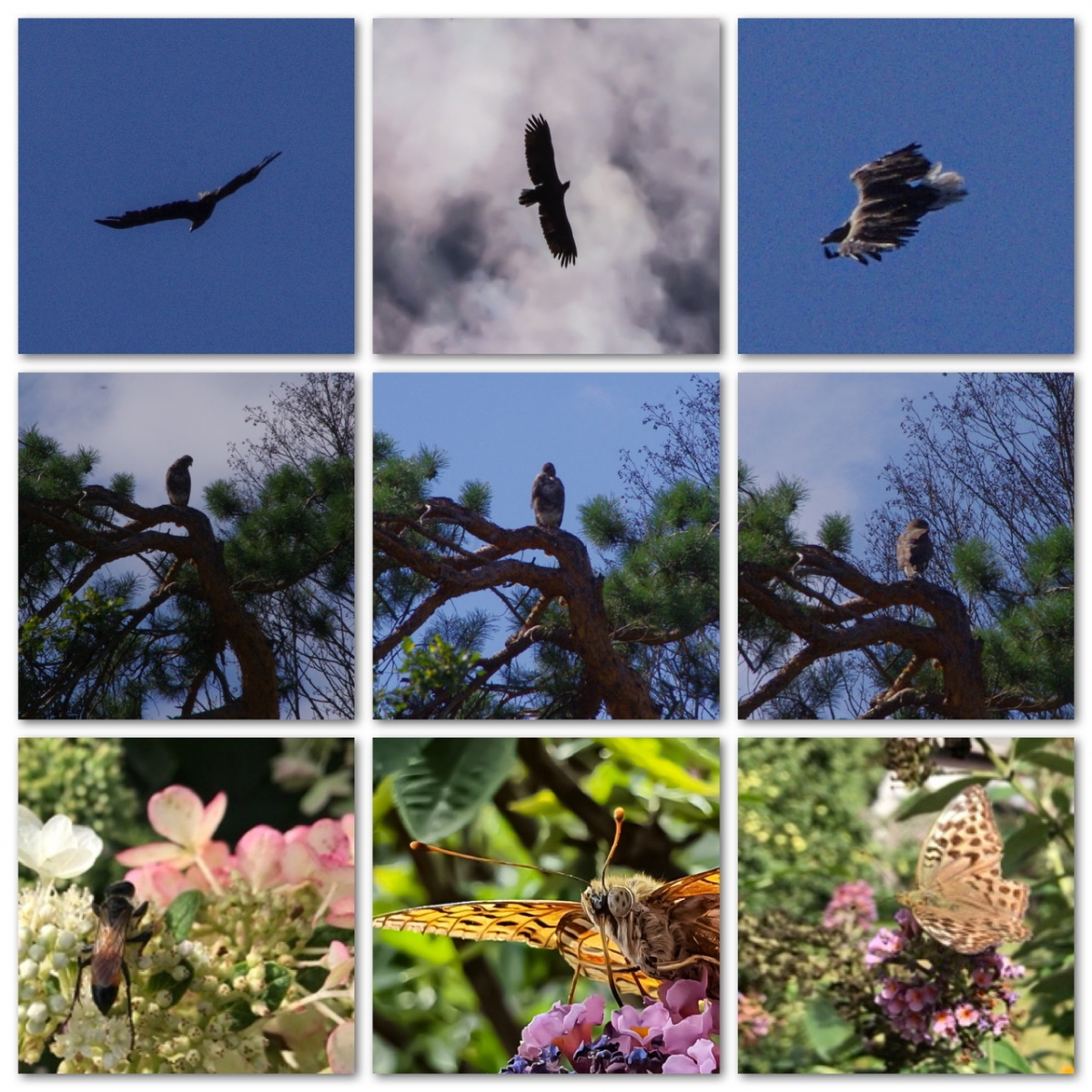 Seeadler Seeadler