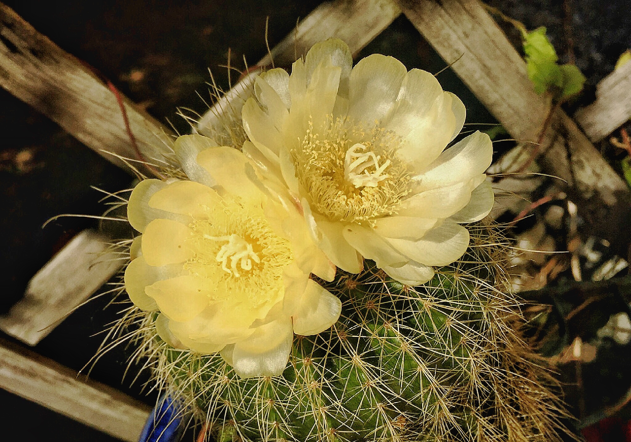 Kaktusblüte aus dem letzten Jahr Kaktusblüte aus dem letzten Jahr