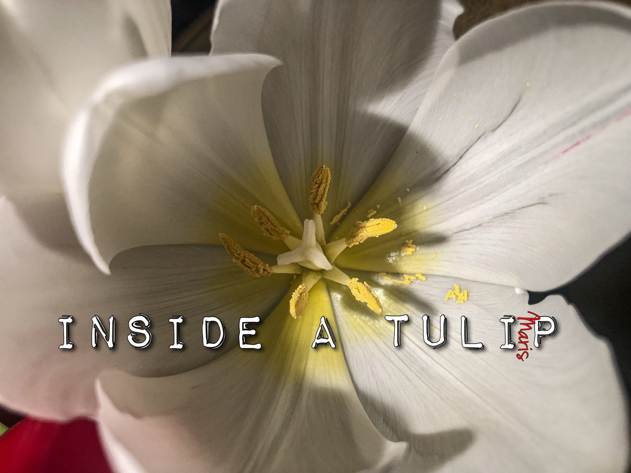 Inside a tulip Inside a tulip