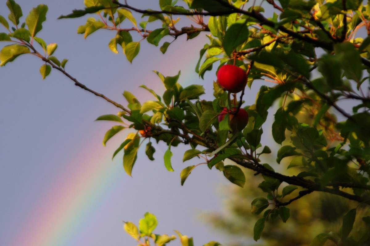 Regenbogen im Apfelbaum 