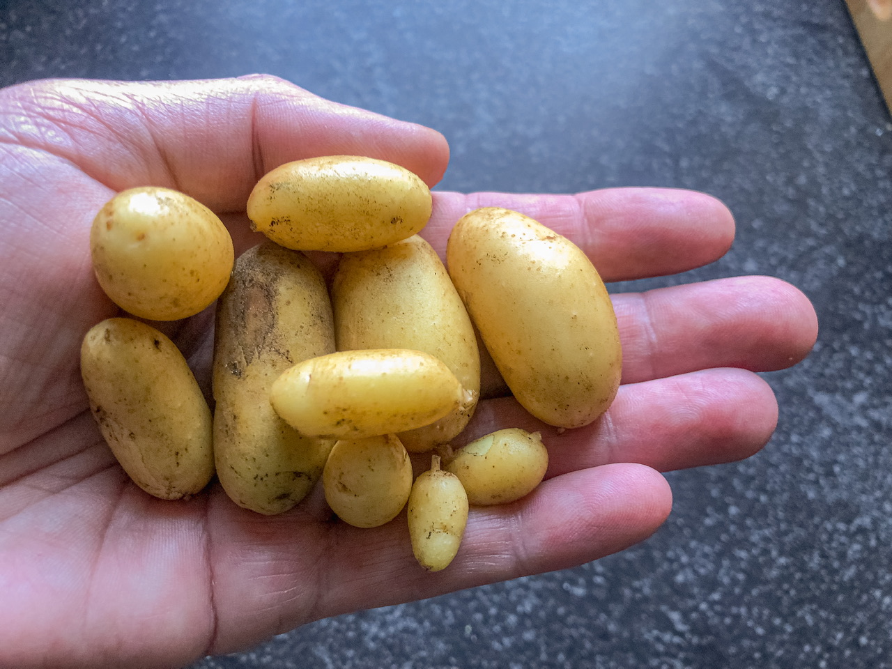 Kartoffelernte Kartoffelernte