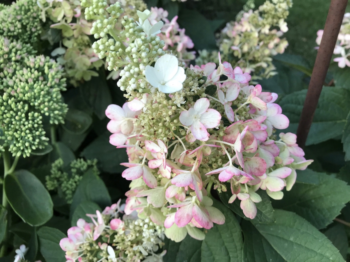 Rispenhortensie Rispenhortensie