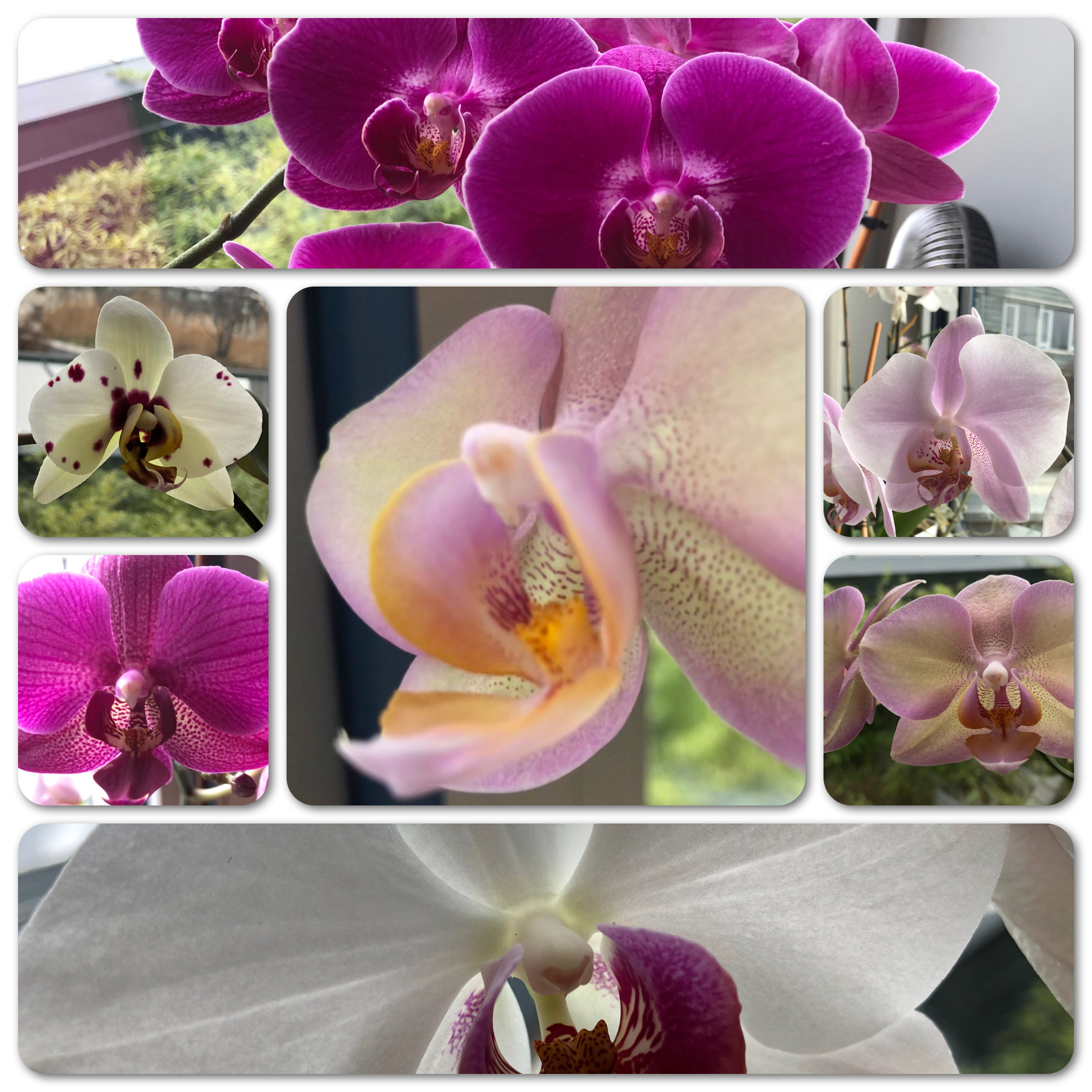 Orchideenfieber 
