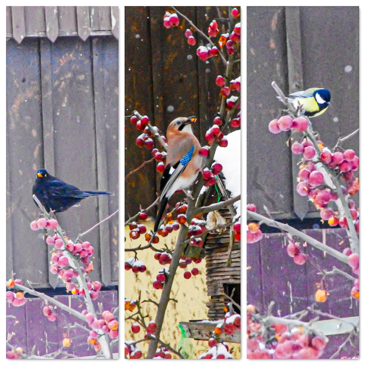 Besucher im Apfelbaum Besucher im Apfelbaum