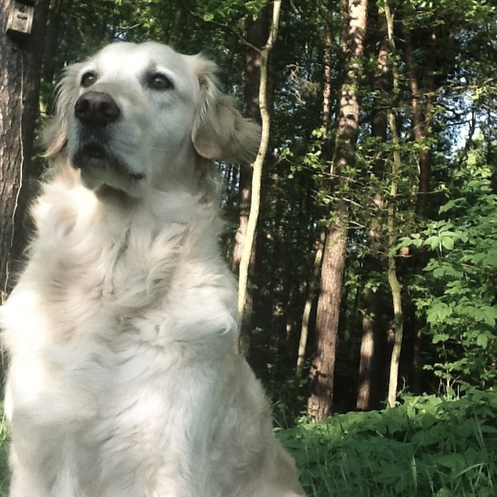 Achtung vor dem Hund Achtung vor dem Hund
