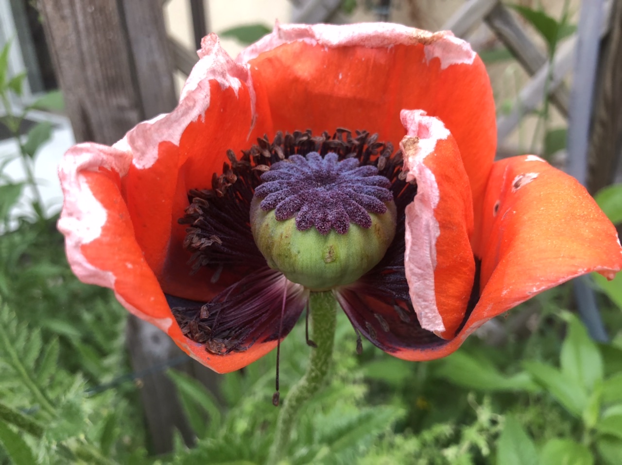 Mohn Mohn