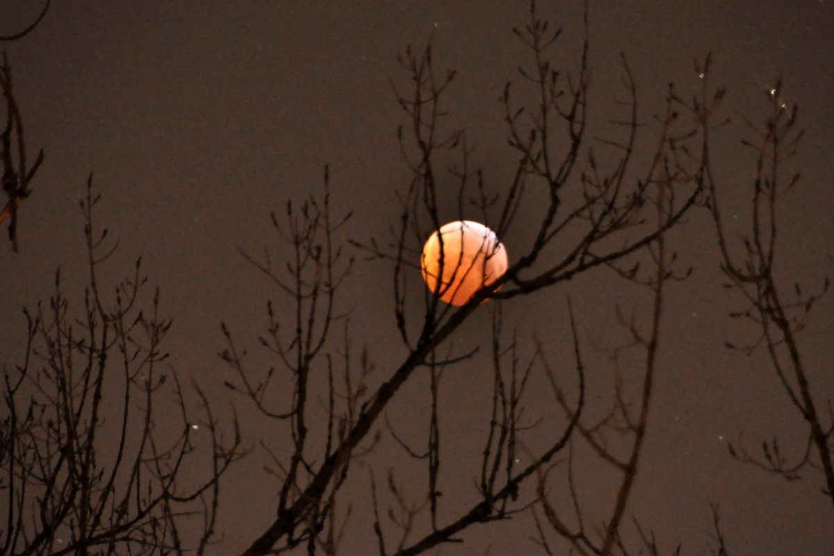 Weimar - der Mond im Busch Weimar - der Mond im Busch