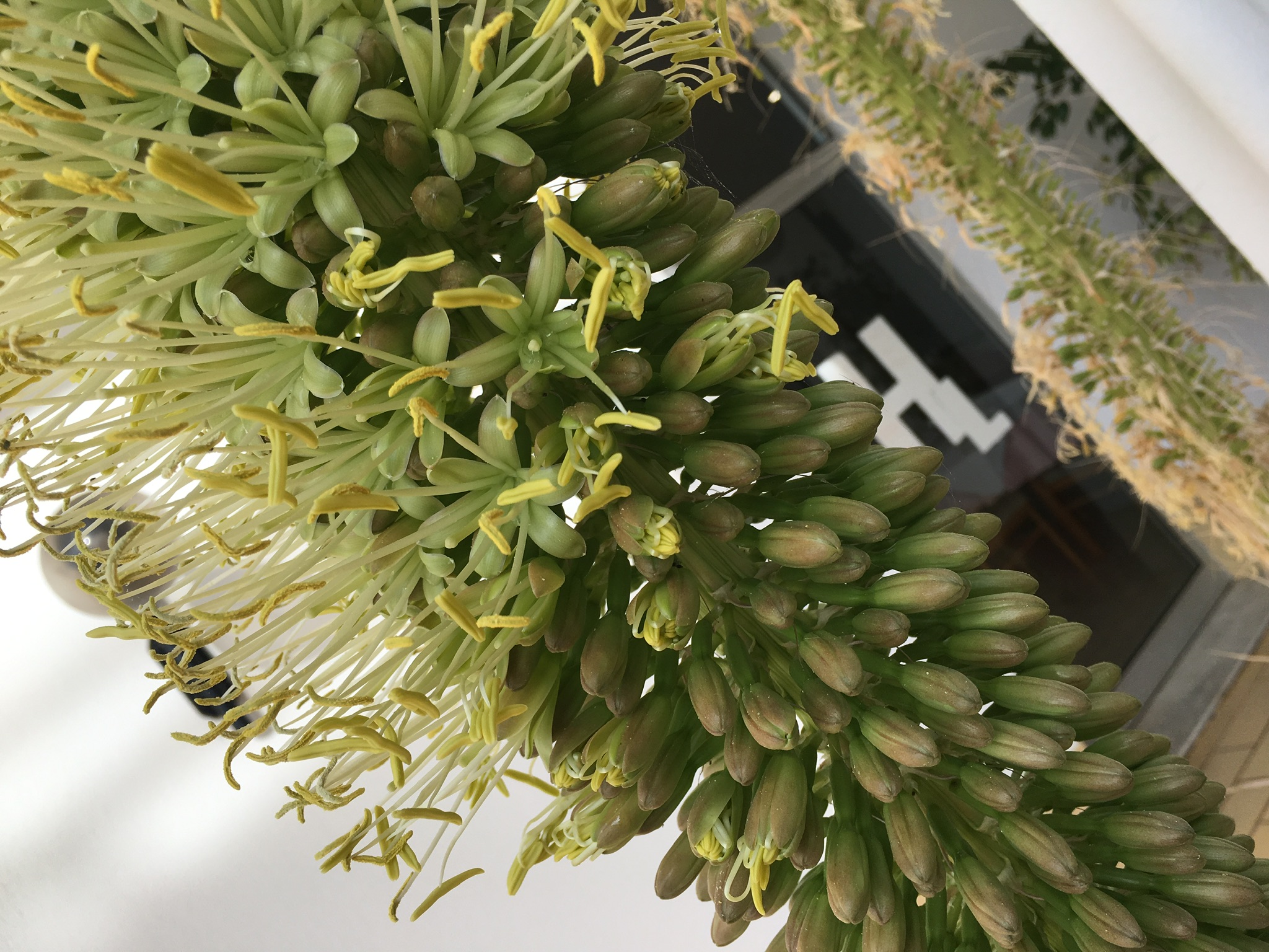 Agave Agave