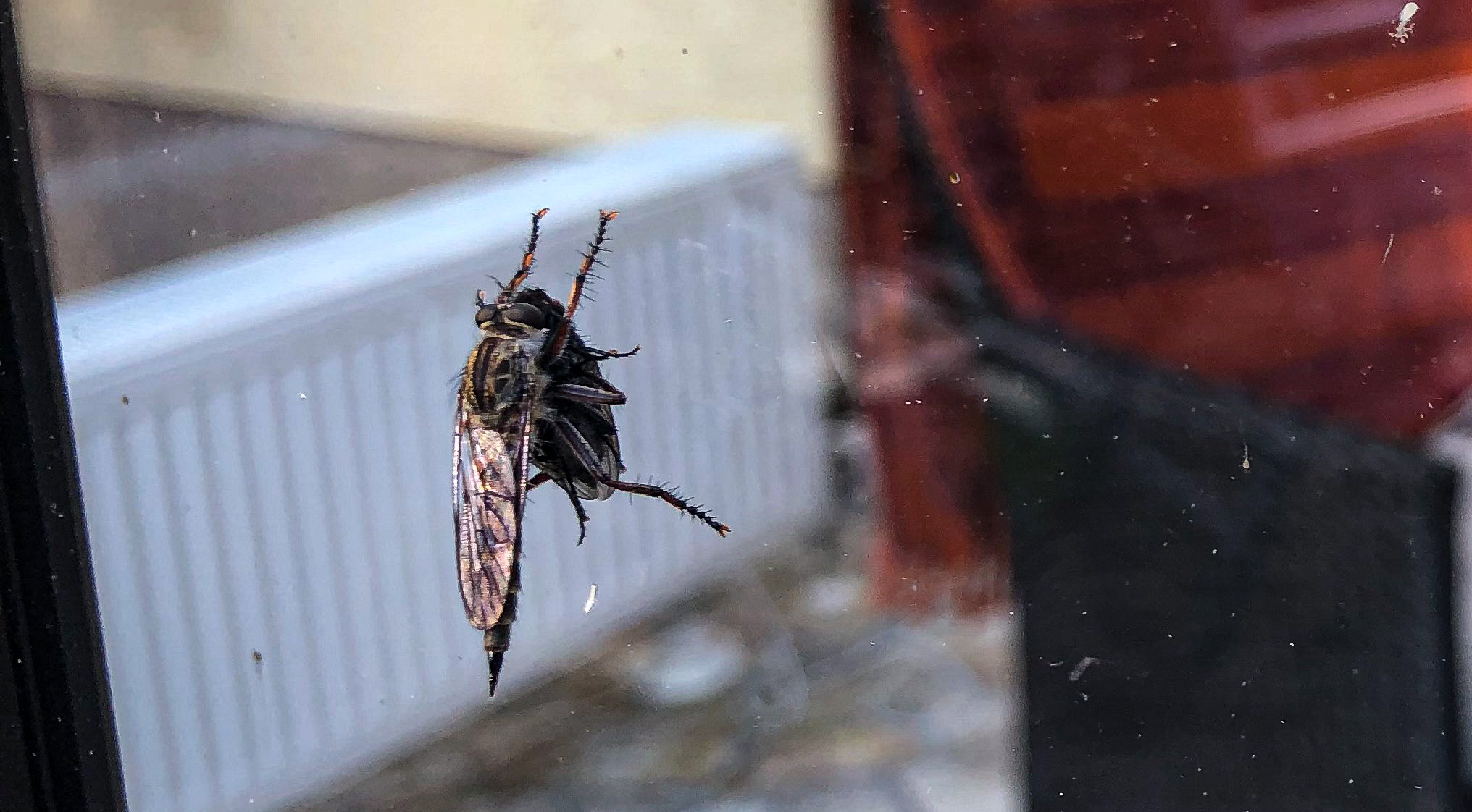 Die Großen fressen die Kleinen Die Großen fressen die Kleinen