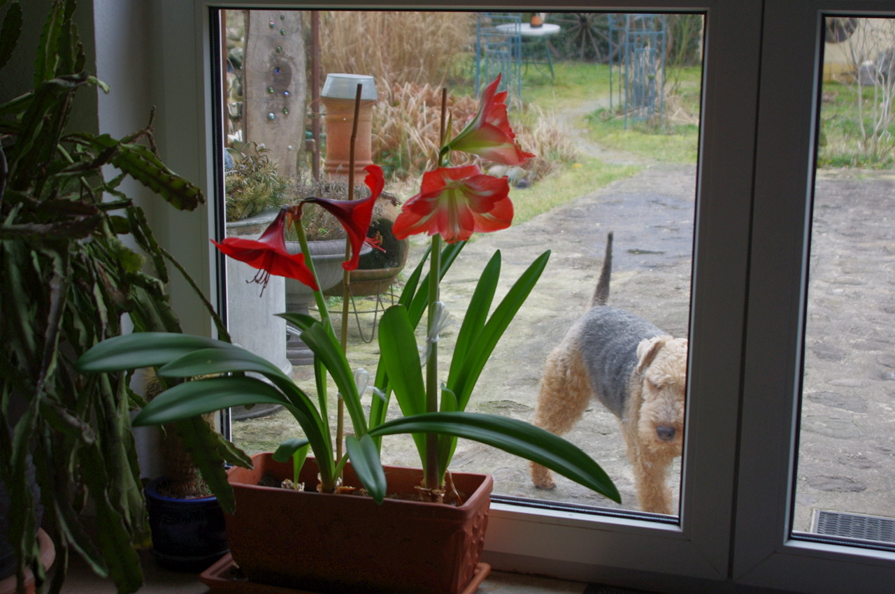 Amaryllis Amaryllis