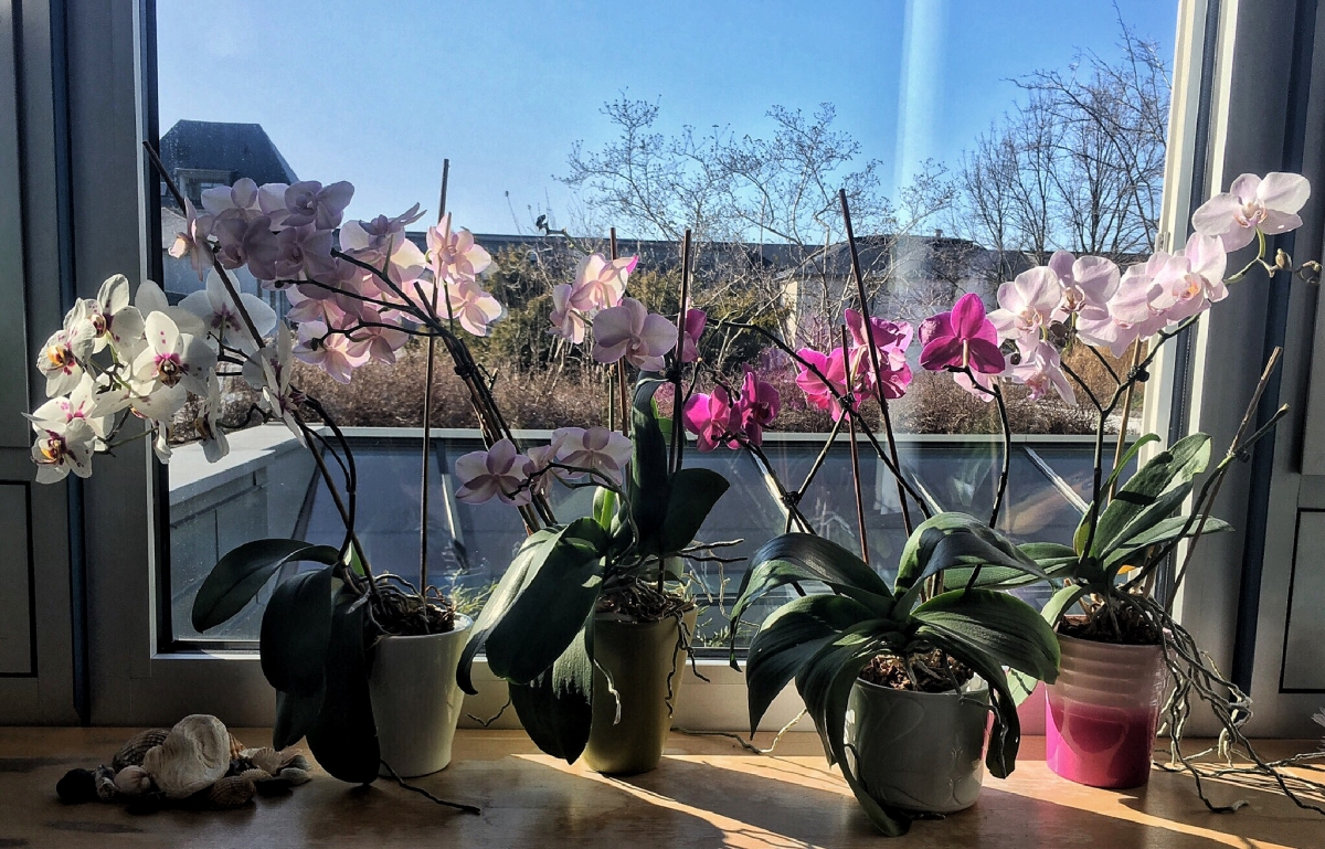 Orchideen Orchideen