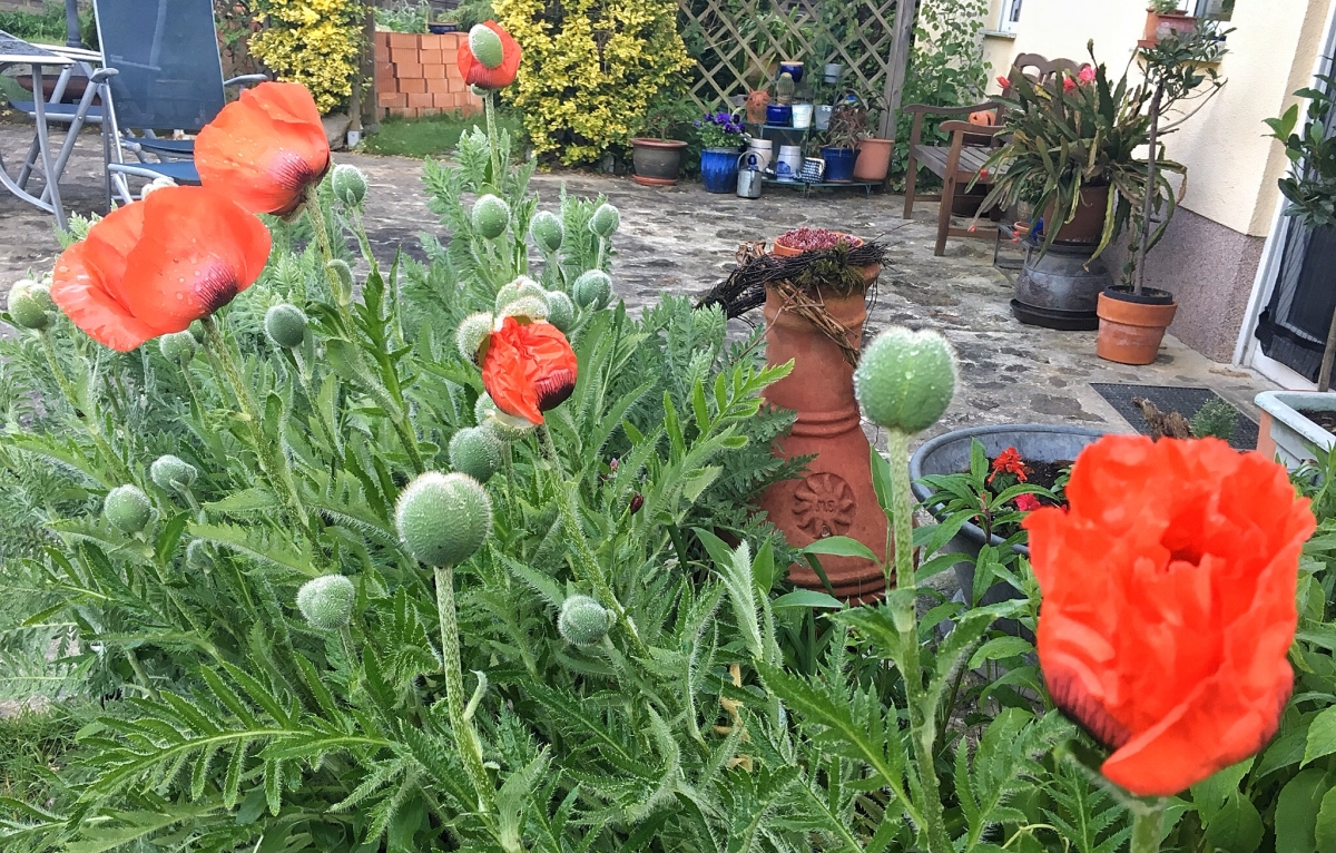 Mohn am Donnerstag 