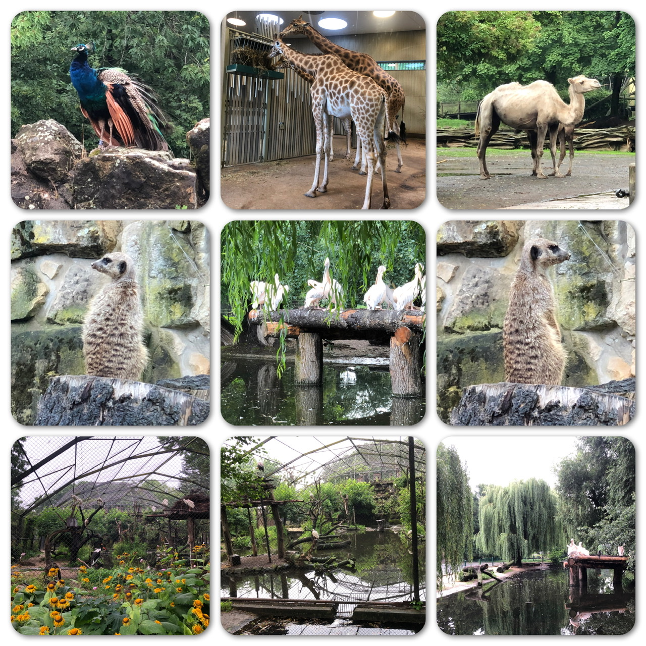 Dresdner Zoo 