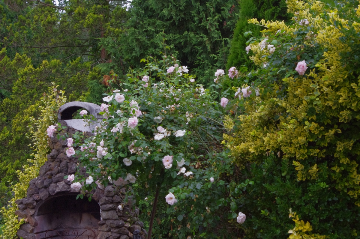 Weißer Rosenbusch Weißer Rosenbusch