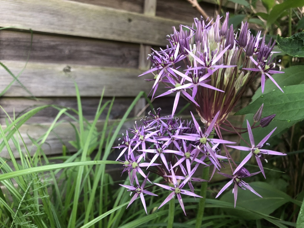 Allium Nigrum Allium Nigrum