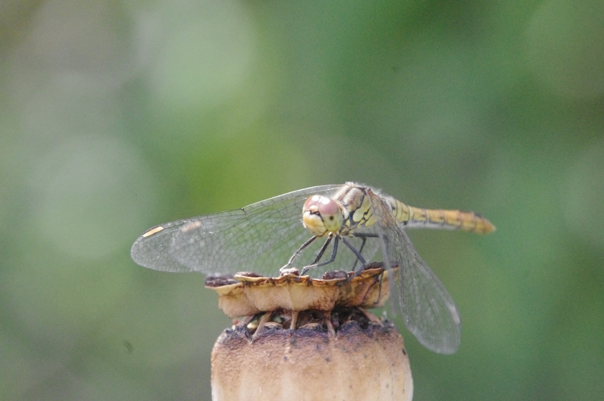 Natur pur Natur pur