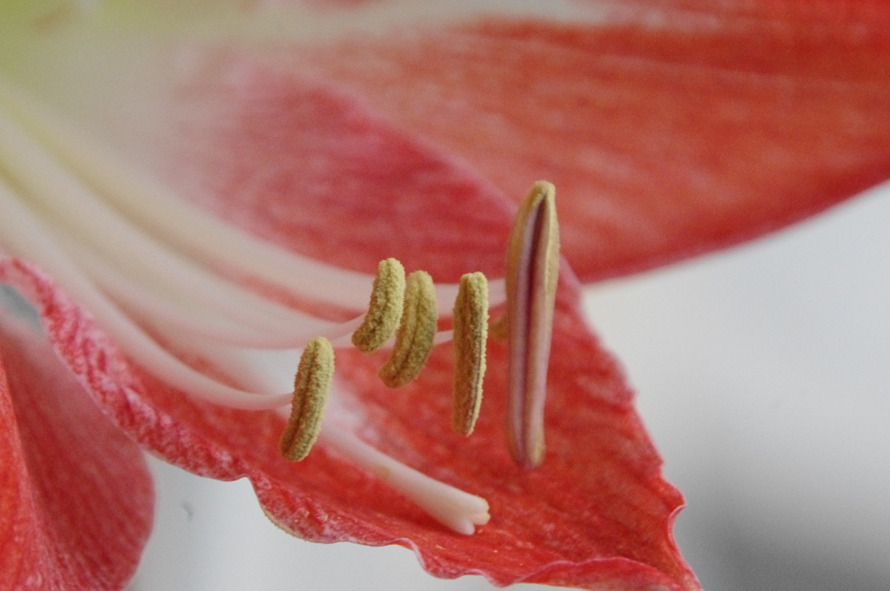 Amaryllis Amaryllis