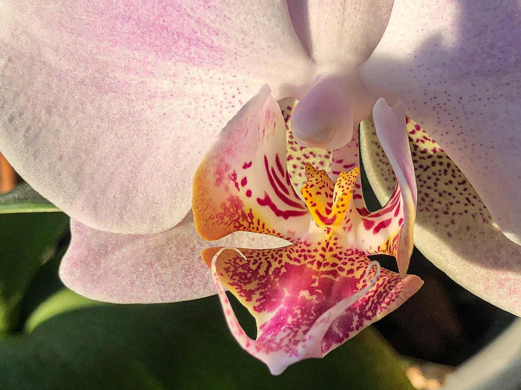 Orchideen  
