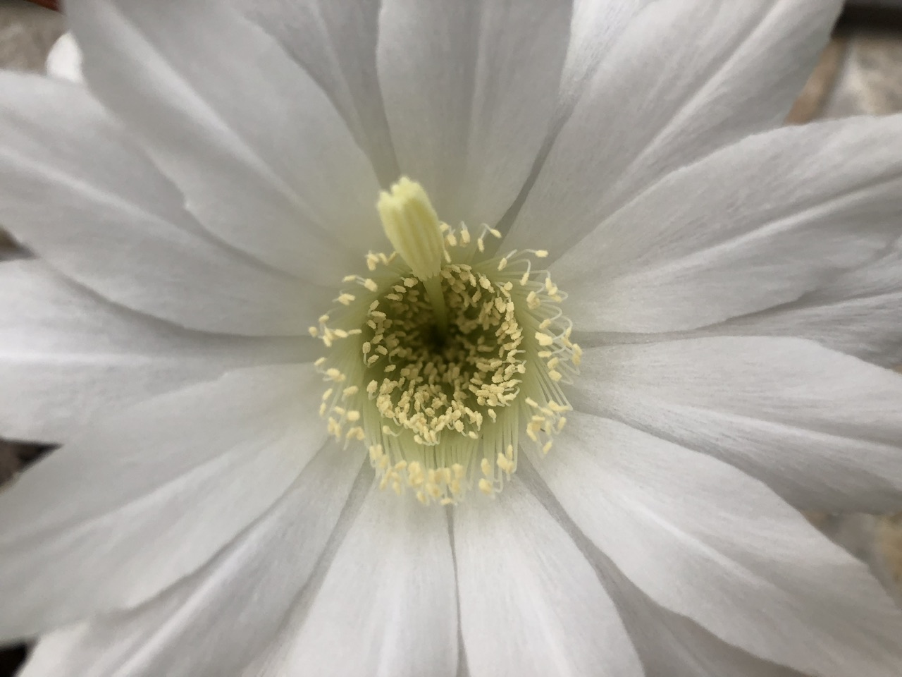 Kaktusblüte Kaktusblüte