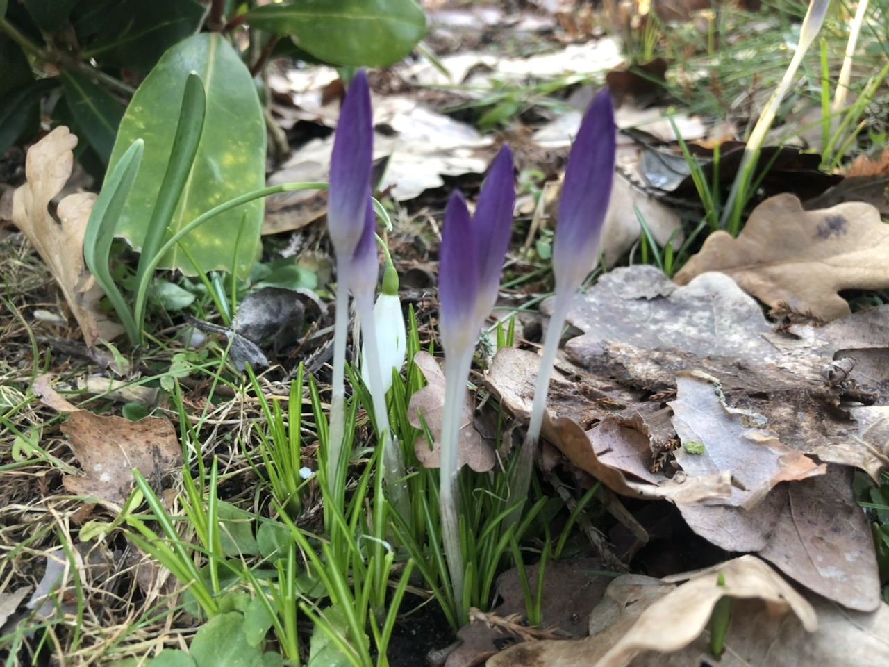 Krokusse Krokusse
