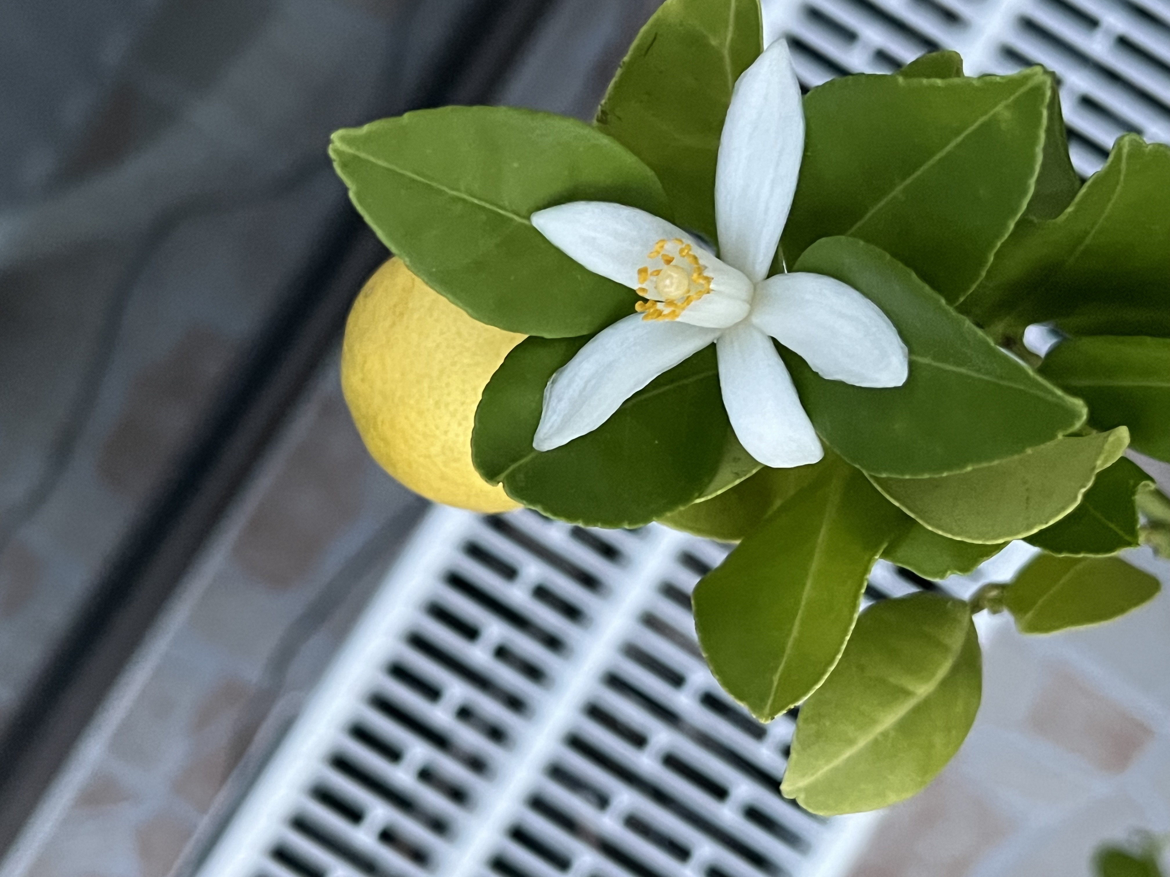 Kumquat Kumquat