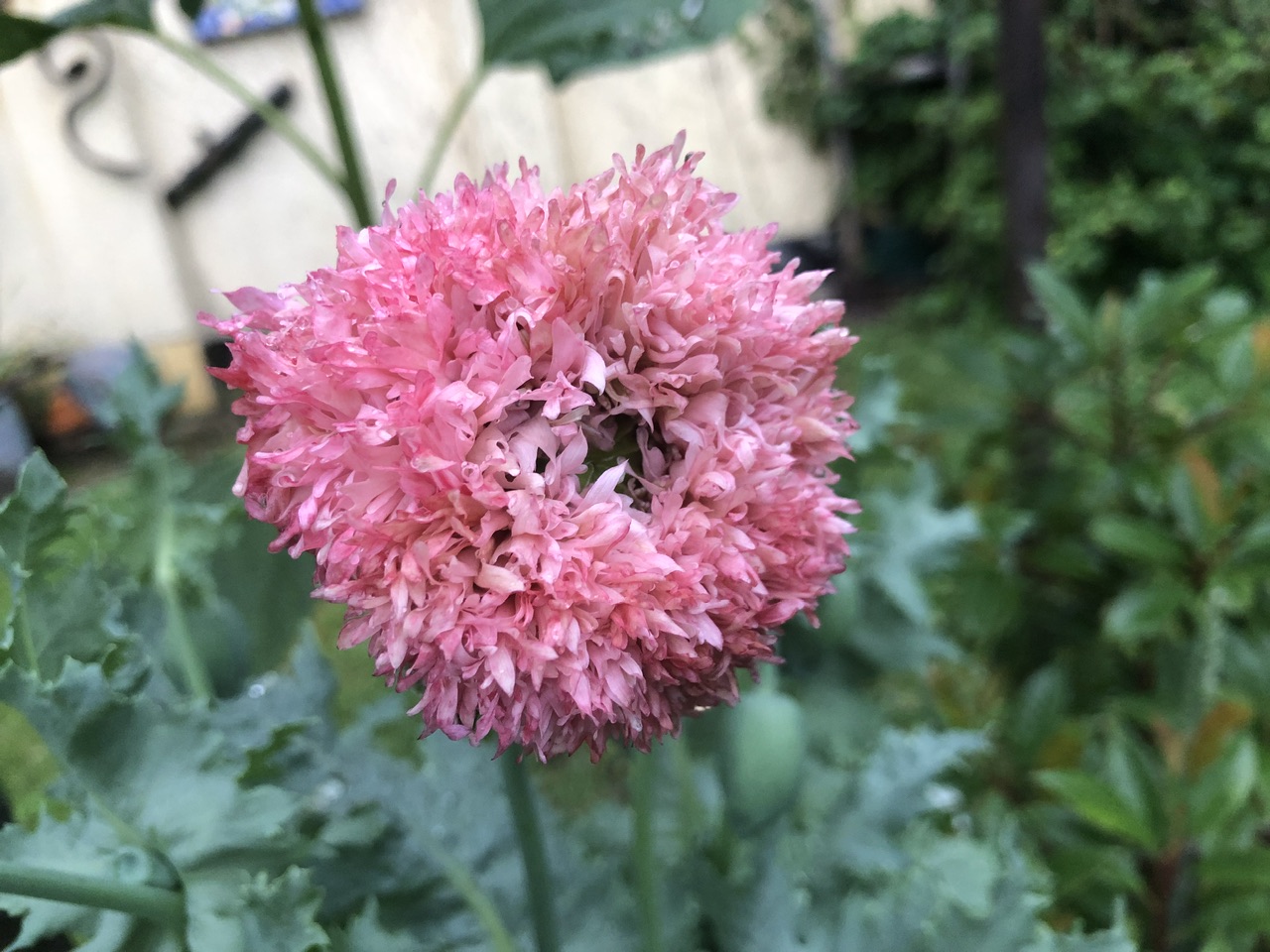 IMG_5892.jpeg
