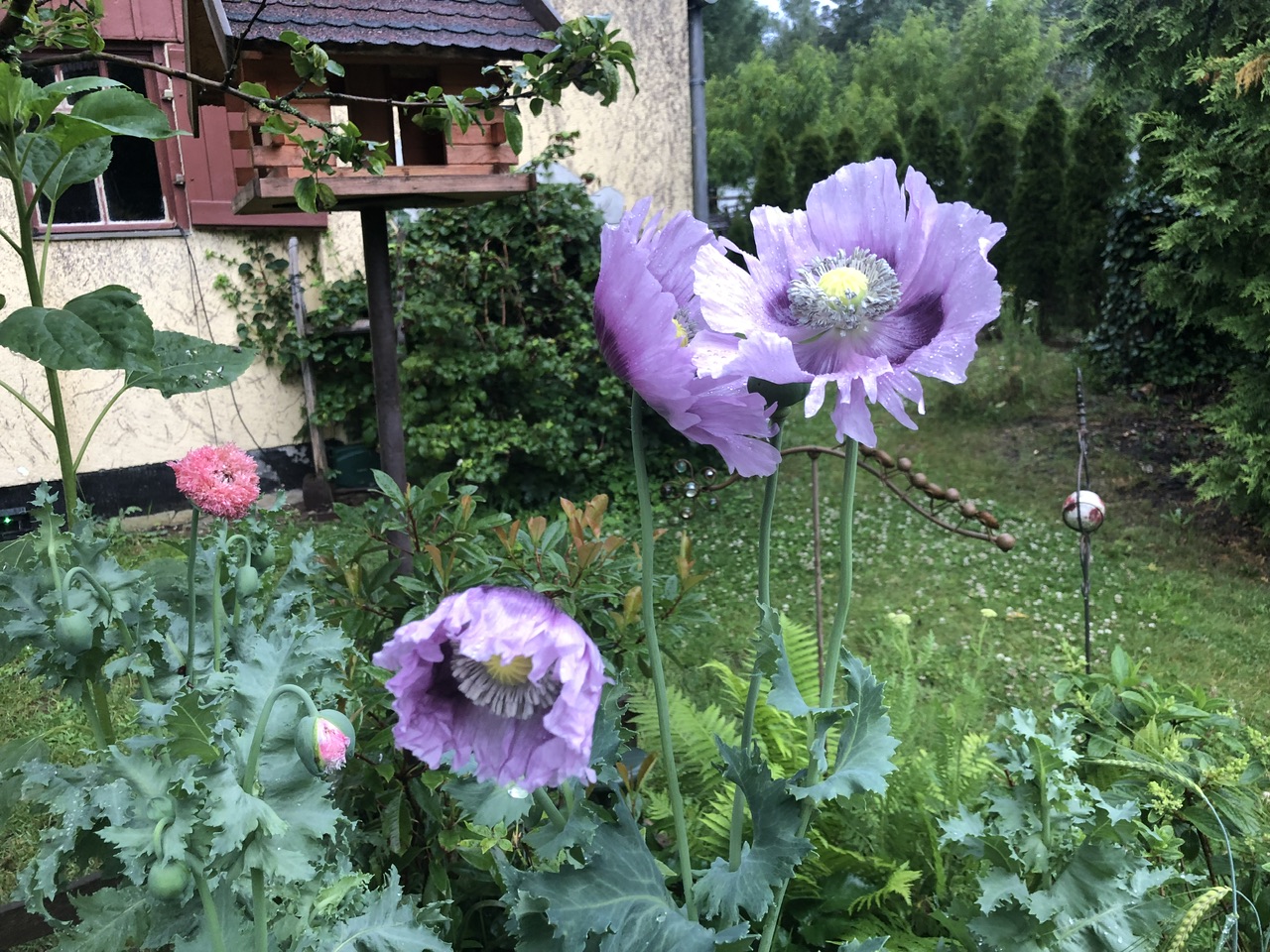 IMG_5919.jpeg