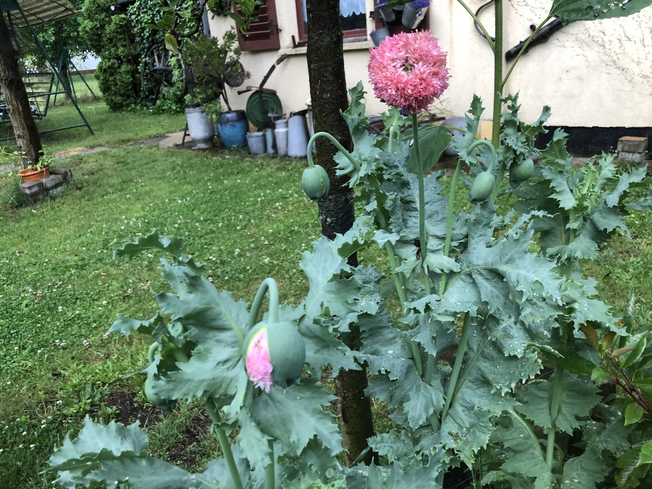 IMG_5924.jpeg
