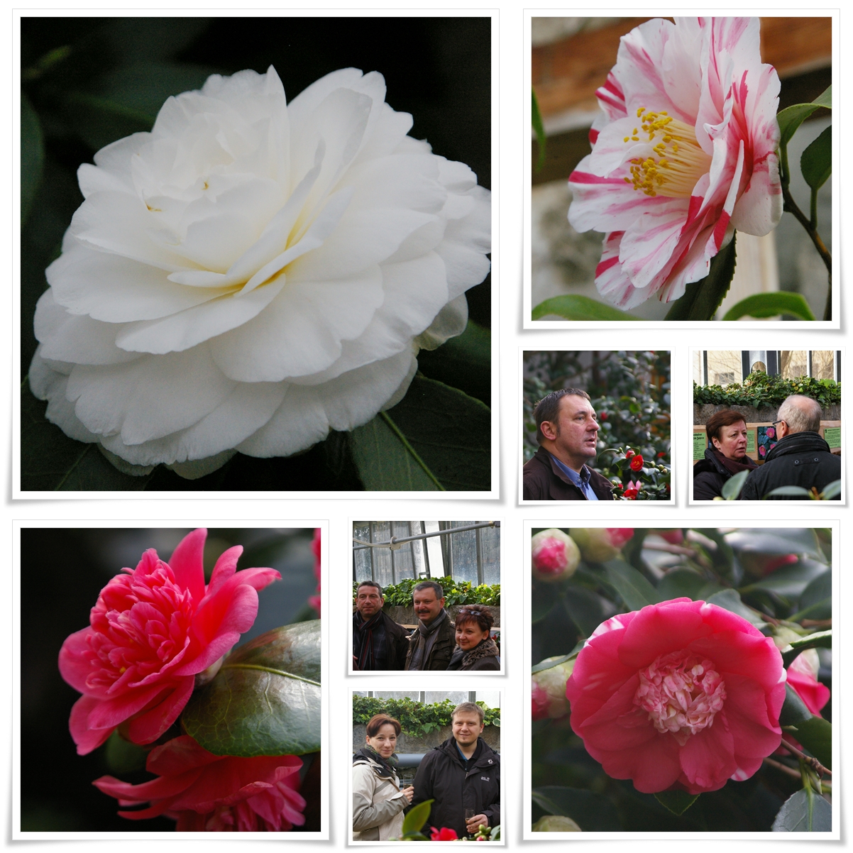 Kamelienblüte 2014 Kamelienblüte 2014