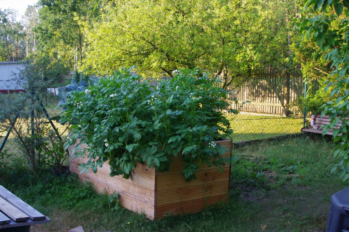 Kartoffeln im hochbeet Kartoffeln im Hochbeet