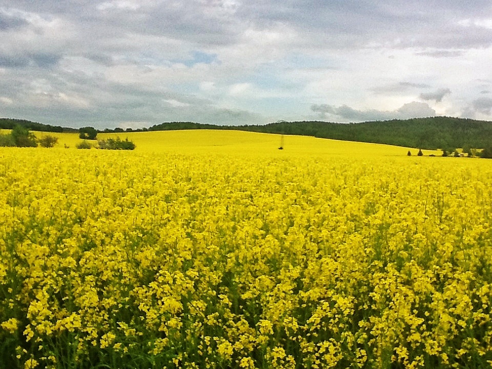 Raps - mit Maris Blick Raps - mit Maris Blick
