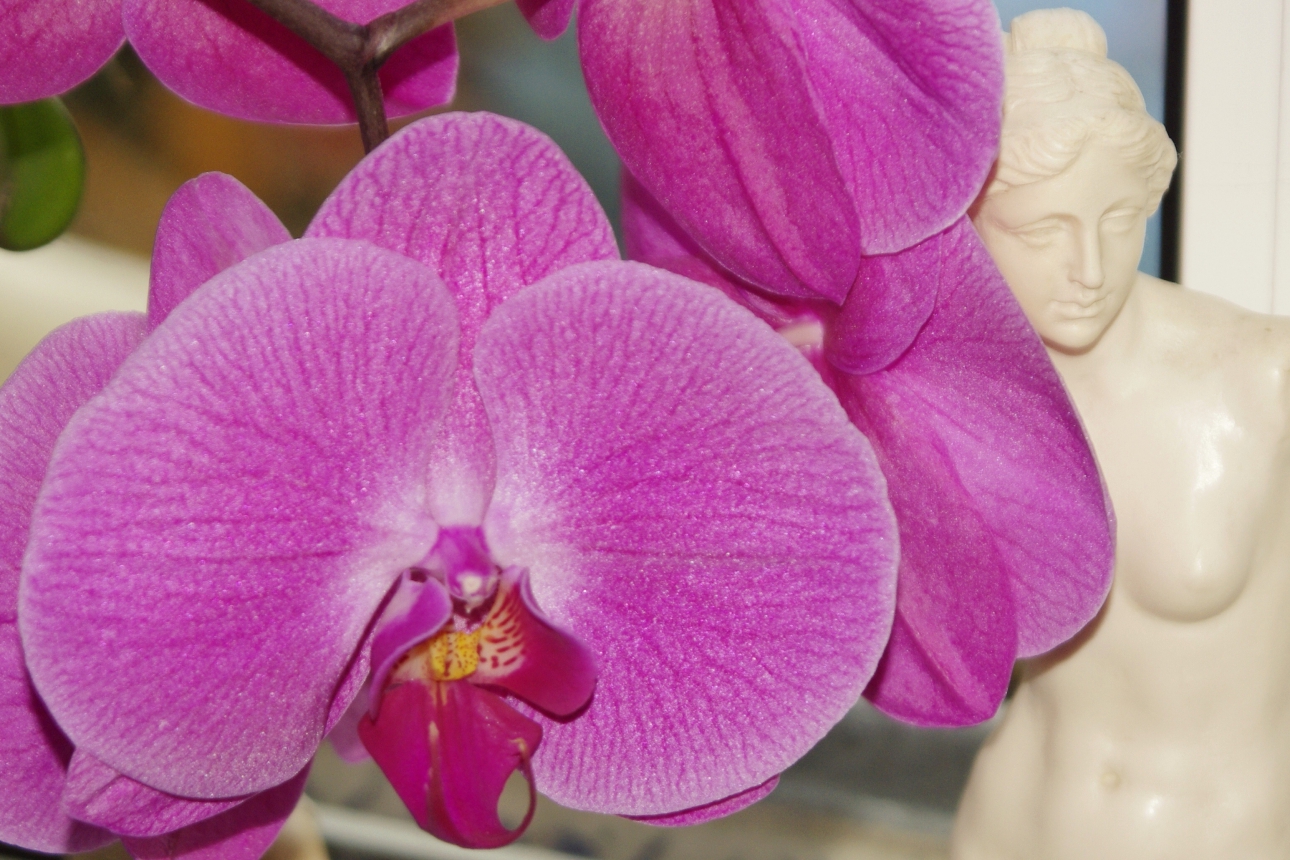 Orchidee Orchidee
