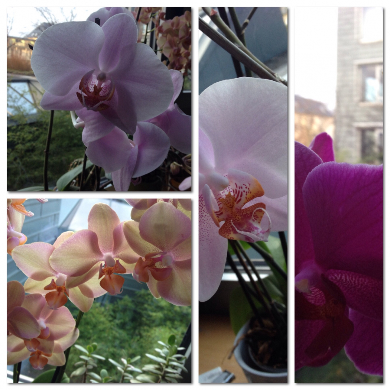 Orchideensammlung