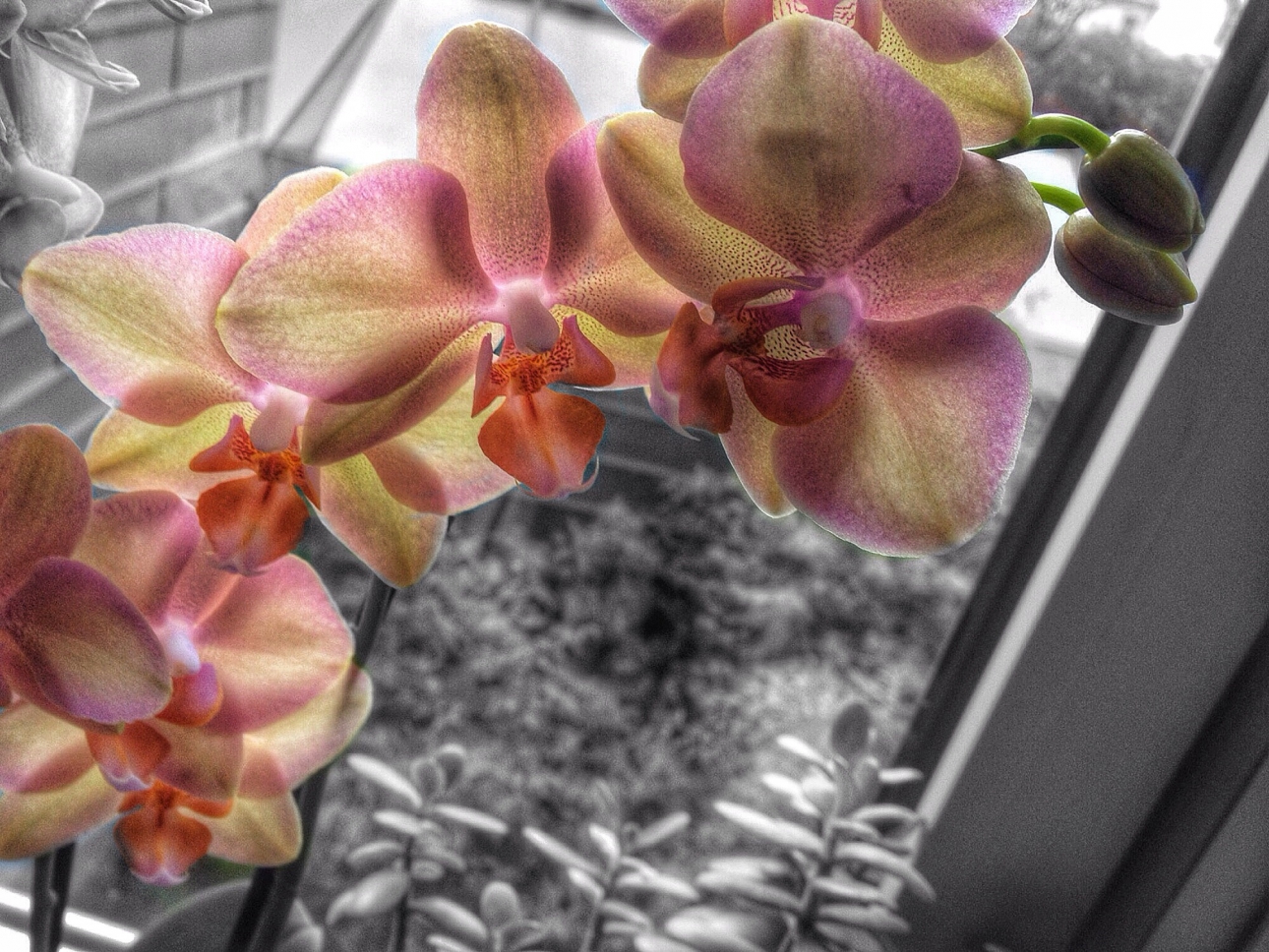 Ein Orchideedesktop 