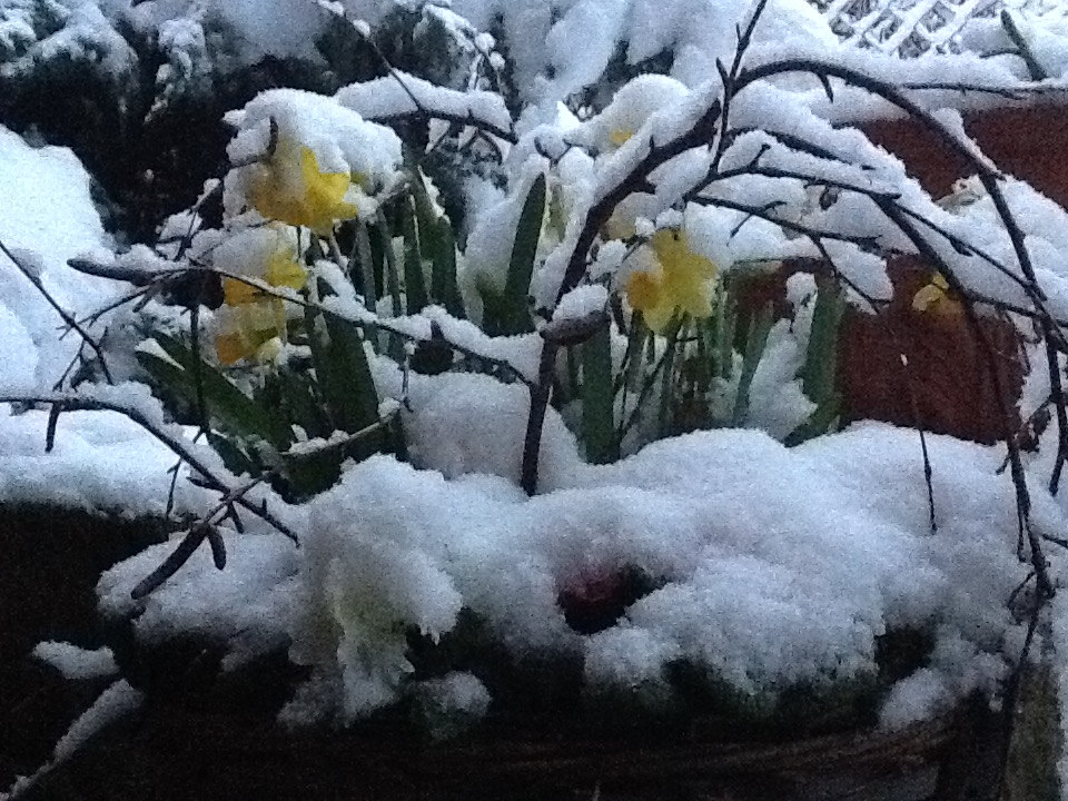 Narzissen im Schnee Narzissen im Schnee