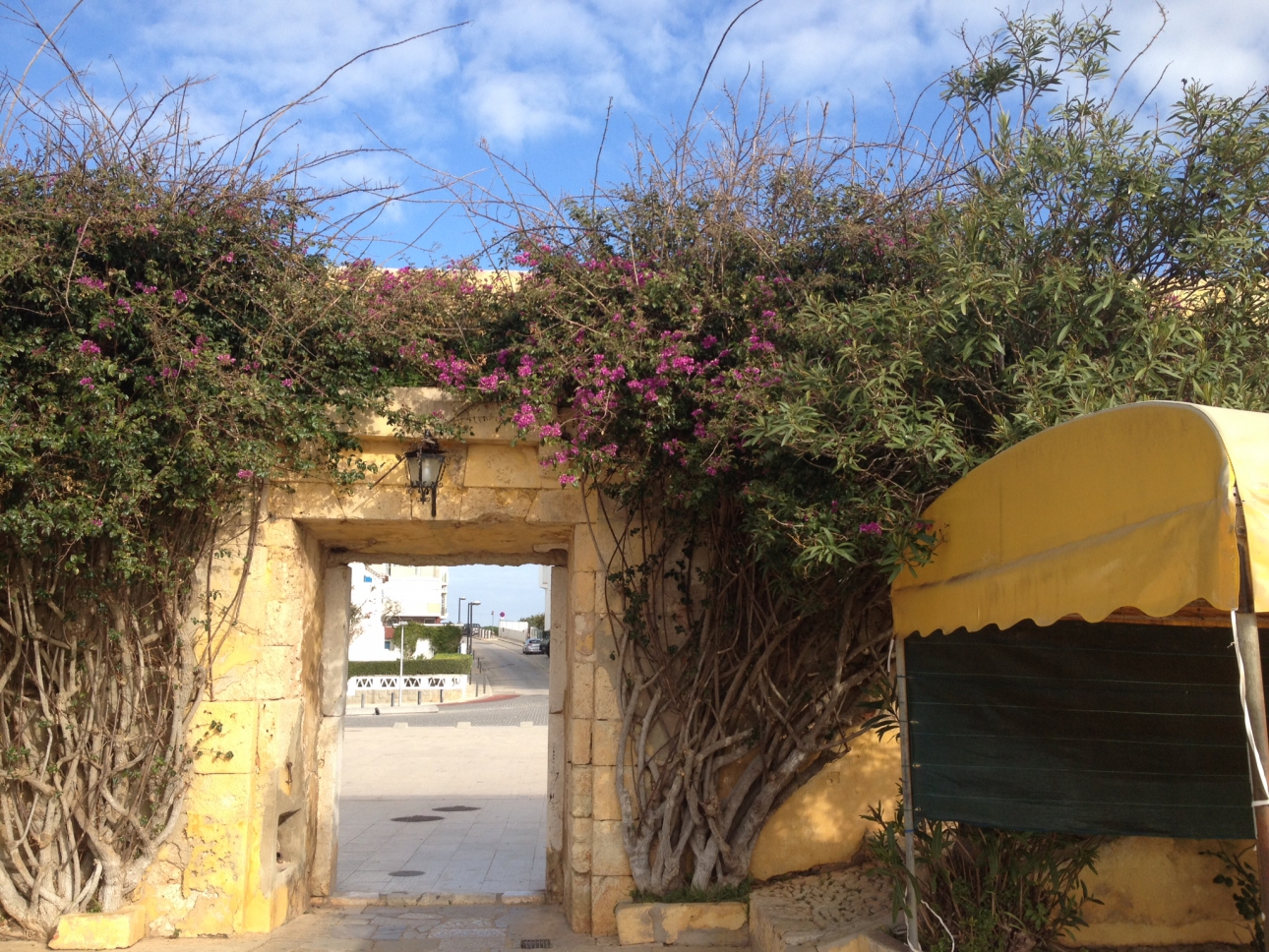 Bougainvillea Bougainvillea