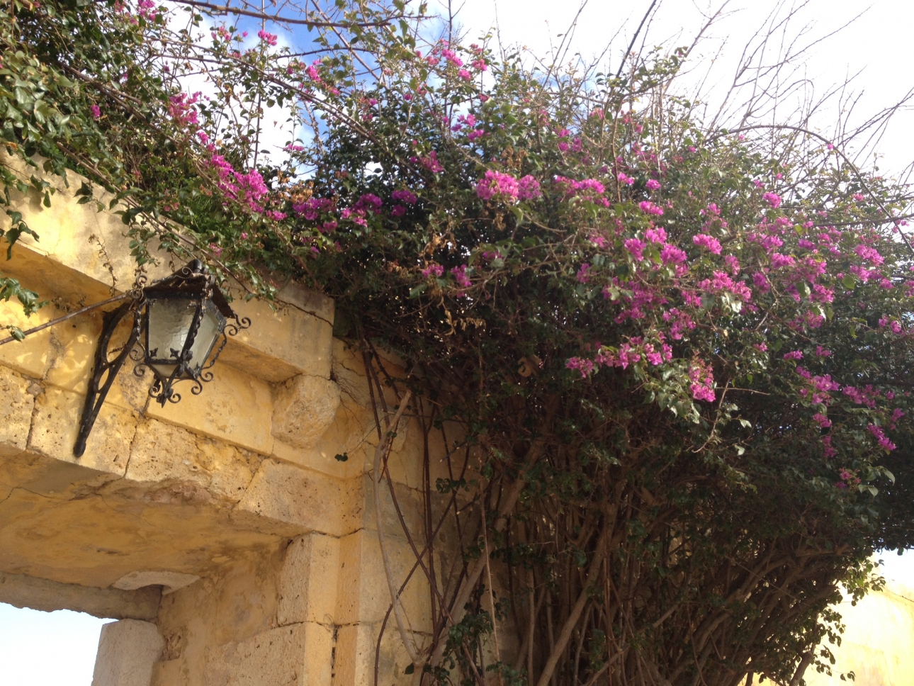 Bougainvillea Bougainvillea