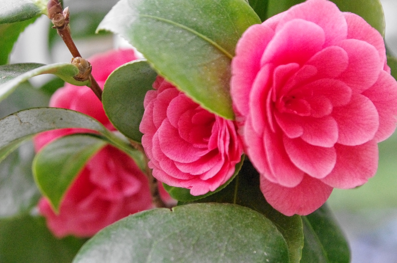 Blüten über Blüten Blüten über Blüten